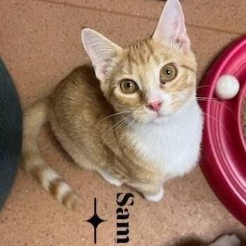 Sam -  Domestic Short Hair Cat for Adoption in Monroe, Ohio - Sam | PetCurious