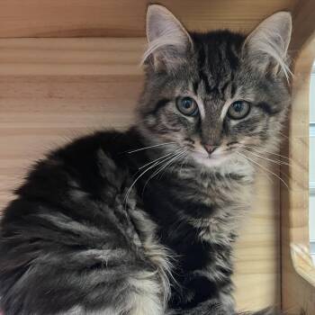 Sol -  Domestic Long Hair Cat for Adoption in New Philadelphia, Ohio - Sol | PetCurious