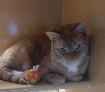 Oliver -  Domestic Short Hair Cat for Adoption in North Myrtle Beach, South Carolina - Oliver | PetCurious