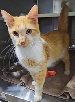 TOBY -  Domestic Short Hair Cat for Adoption in St. Peters, Missouri - TOBY | PetCurious