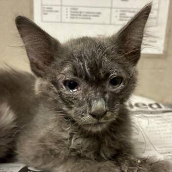 Nathan Drake -  Domestic Short Hair Cat for Adoption in Yuma, Arizona - Nathan Drake | PetCurious