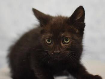 Sable -  Domestic Short Hair Cat for Adoption in Portland, Oregon - Sable | PetCurious