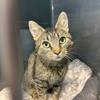 Arlene -  Tabby Cat Available for Adoption in Oberlin, Ohio - Arlene | PetCurious