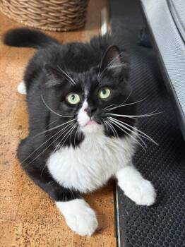Bennett -  Domestic Long Hair Cat for Adoption in Mechanicsburg, Pennsylvania - Bennett | PetCurious