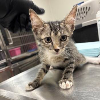 C13 -  American Wirehair Cat for Adoption in Portland, Texas - C13 | PetCurious