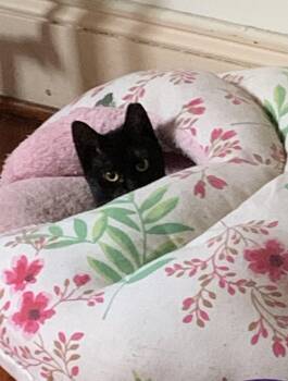 Domestic Short Hair Cats Available for Adoption - Dulcinea | PetCurious