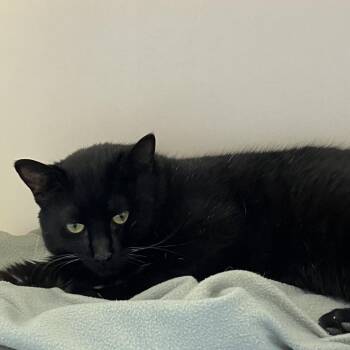 Zephyr -  Domestic Short Hair Cat for Adoption in Burlington, Ontario - Zephyr | PetCurious