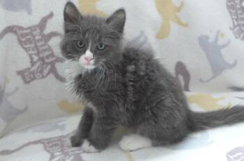 Kipper -  Domestic Medium Hair Cat for Adoption in Eureka, California - Kipper | PetCurious