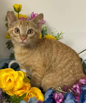 Domestic Short Hair Cats Available for Adoption - 1/23/26 - Jack | PetCurious