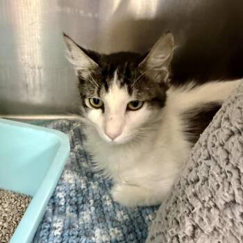 Domestic Medium Hair and Domestic Short Hair Cats Available for Adoption in Bullhead City, Arizona - Lover Boy | PetCurious