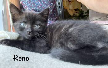 Reno -  Domestic Short Hair Cat for Adoption in Diamond Springs, California - Reno | PetCurious
