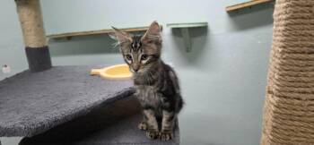 Waffles -  Domestic Short Hair Cat for Adoption in California City, California - Waffles | PetCurious