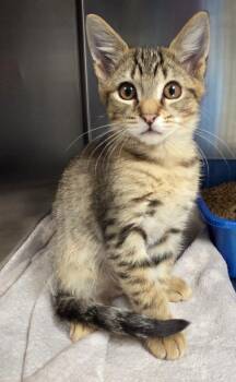 Domestic Short Hair Cats Available for Adoption in Ocala, Florida - Funyun | PetCurious