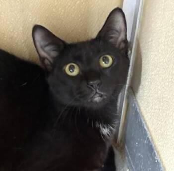 Jetty -  Domestic Short Hair Cat for Adoption in Honolulu, Hawaii - Jetty | PetCurious