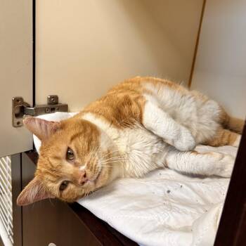 Domestic Short Hair Cats Available for Adoption - Tanner | PetCurious