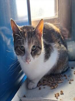 Domestic Short Hair Cats Available for Adoption - CORA | PetCurious