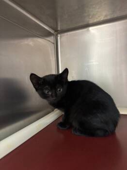 Rodan -  Domestic Short Hair Cat for Adoption in Pomona, New York - Rodan | PetCurious