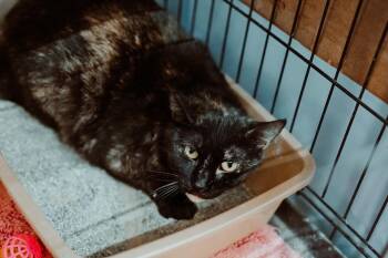 Tortoiseshell Cats Available for Adoption in Le Mars, Iowa - Fruit Loops | PetCurious