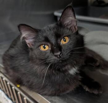 Dot (Photos October 10th 2026) -  Domestic Medium Hair Cat for Adoption in Marietta, Ohio - Dot (Photos October 10th 2026) | PetCurious