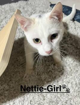 Domestic Short Hair Cats Available for Adoption in Telford, Pennsylvania - Nettie (Snow White Litter) | PetCurious