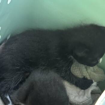 Mili -  Domestic Short Hair Cat for Adoption in West Palm Beach, Florida - Mili | PetCurious