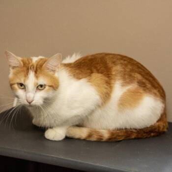 Tobasco -  Domestic Short Hair Cat for Adoption in Wichita, Kansas - Tobasco | PetCurious