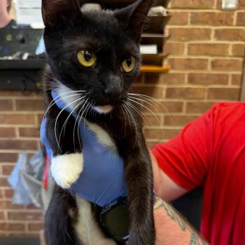 Sookie -  Domestic Short Hair Cat for Adoption in Birmingham, Alabama - Sookie | PetCurious