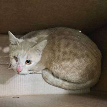 Strawberry Shortcake -  Domestic Short Hair Cat for Adoption in Lewisville, Texas - Strawberry Shortcake | PetCurious