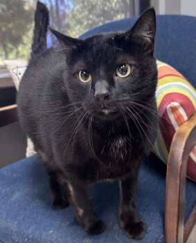 Haties -  Domestic Short Hair Cat for Adoption in Dyersburg, Tennessee - Haties | PetCurious