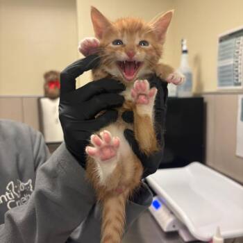 Gordon Ramsay -  Domestic Short Hair Cat for Adoption in Chicago, Illinois - Gordon Ramsay | PetCurious