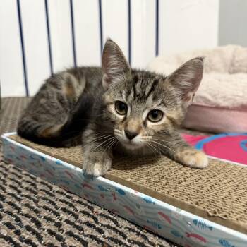 Marli -  Domestic Short Hair Cat for Adoption in Parkersburg, West Virginia - Marli | PetCurious