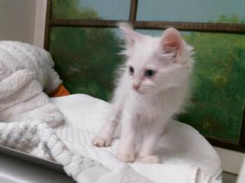 Domestic Short Hair Cats Available for Adoption in Houston, Texas - SNOWFLAKE | PetCurious