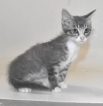 Jay -  Domestic Short Hair Cat for Adoption in Springfield, Ohio - Jay | PetCurious