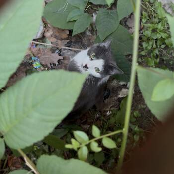 Figara Career Cat -  Domestic Short Hair Cat for Adoption in Newark, New Jersey - Figara Career Cat | PetCurious
