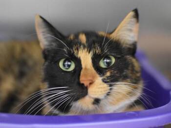 Mildred -  Domestic Short Hair Cat for Adoption in Portland, Oregon - Mildred | PetCurious