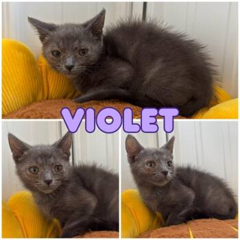 Domestic Short Hair Cats Available for Adoption in Pierceton, Indiana - Meesha (Violet) | PetCurious