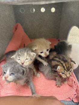A1936144 -  Domestic Short Hair Cat for Adoption in Riverside, California - A1936144 | PetCurious