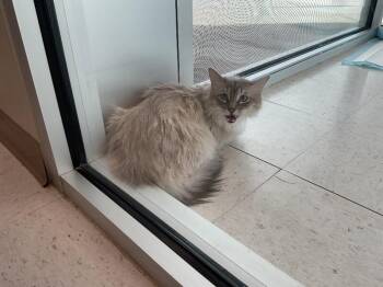 Domestic Short Hair Cats Available for Adoption in Hobbs, New Mexico - Garfield | PetCurious