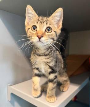 Domestic Short Hair Cats Available for Adoption in Leesburg, Virginia - LEON | PetCurious