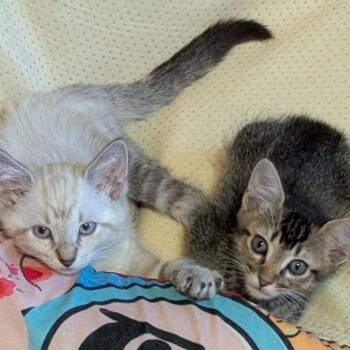 Cypress -  Domestic Short Hair Cat for Adoption in Liverpool, Texas - Cypress | PetCurious