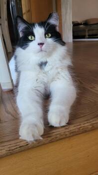 Leche and Spunky -  Domestic Long Hair Cat for Adoption in Lemont, Illinois - Leche And Spunky | PetCurious