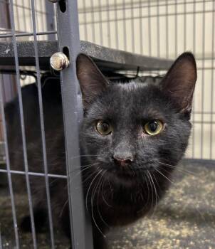 Oliver -  Domestic Short Hair Cat for Adoption in Portland, Indiana - Oliver | PetCurious