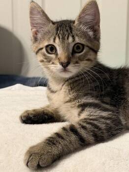 Leo -  Domestic Short Hair Cat for Adoption in St. Peters, Missouri - Leo | PetCurious
