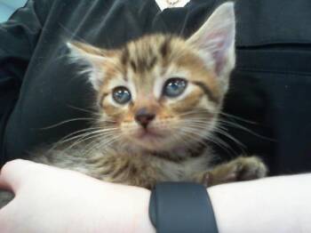 TURBO -  Domestic Short Hair Cat for Adoption in Charlotte, North Carolina - TURBO | PetCurious