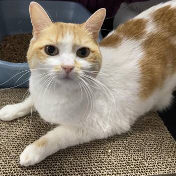 26-167 Brigid -  Domestic Medium Hair Cat for Adoption in North Branford, Connecticut - 26-167 Brigid | PetCurious
