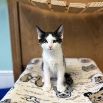 Boston Creme--In Foster -  Domestic Short Hair Cat for Adoption in Fargo, North Dakota - Boston Creme--In Foster | PetCurious