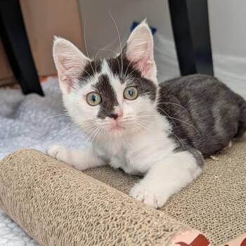 Ruby -  Domestic Short Hair Cat for Adoption in Dayton, Ohio - Ruby | PetCurious