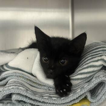 Stella Luna -  Domestic Short Hair Cat for Adoption in Valdosta, Georgia - Stella Luna | PetCurious