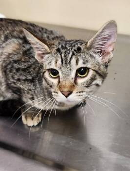 Dema -  Domestic Short Hair Cat for Adoption in Vancouver, Washington - Dema | PetCurious