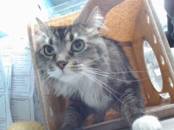 Domestic Long Hair and Domestic Short Hair Cats Available for Adoption in Albuquerque, New Mexico - HONEY | PetCurious